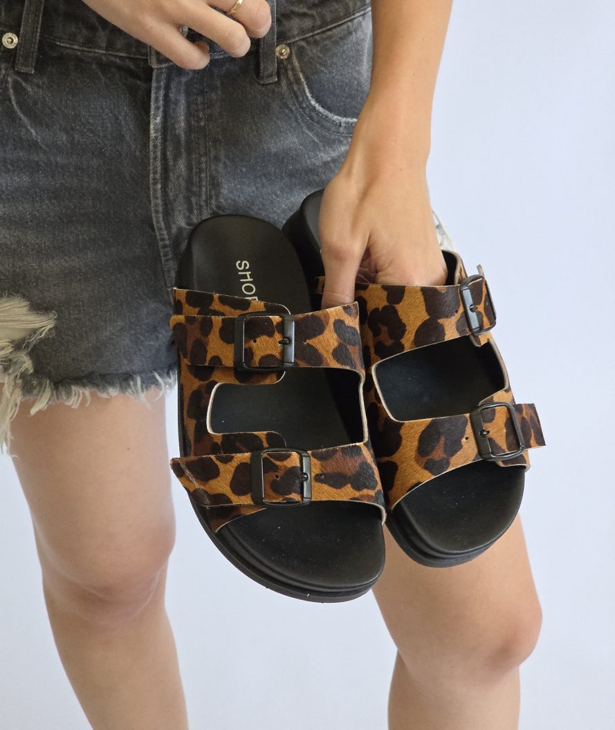 Dassy Leopard