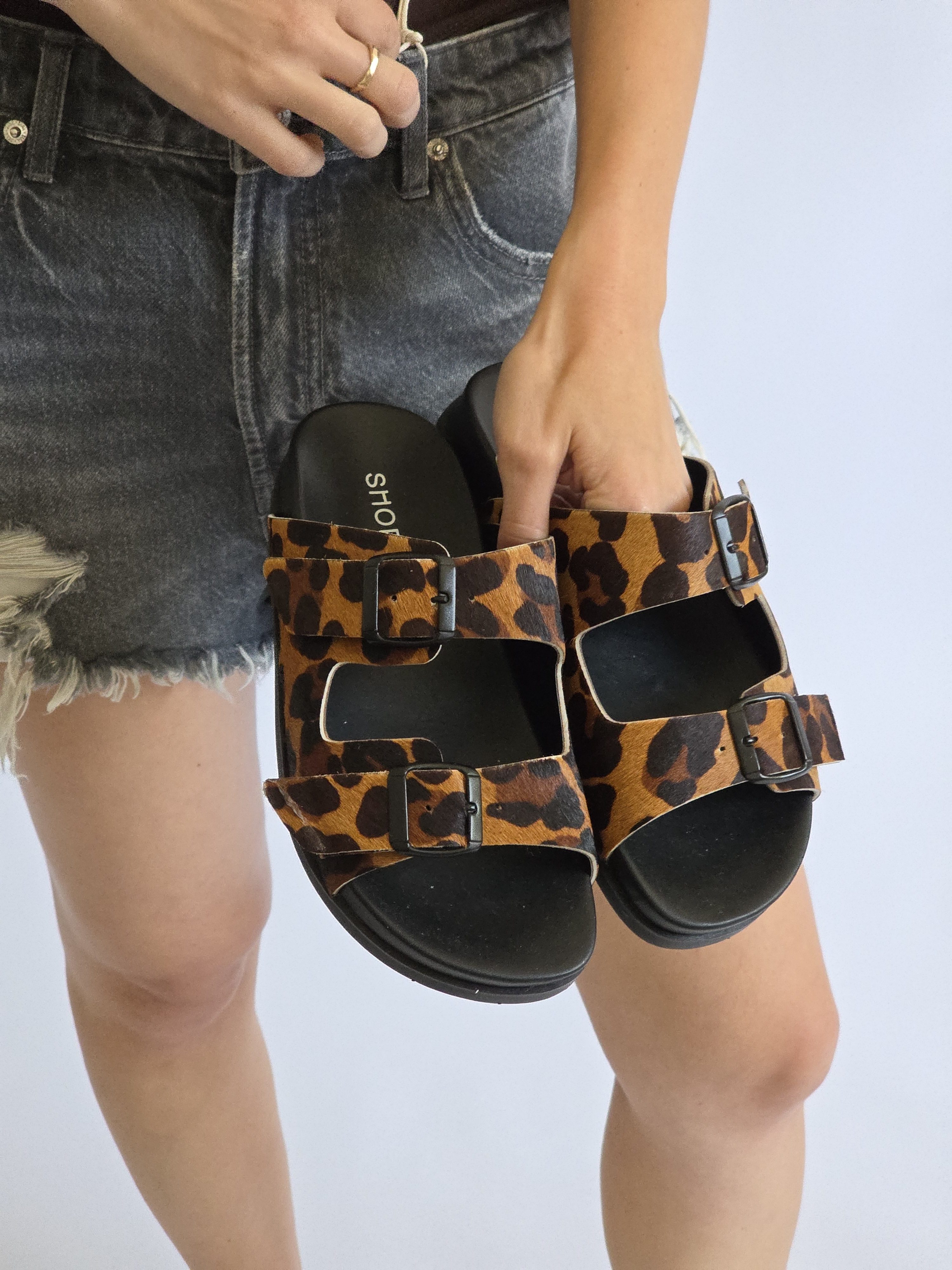 Dassy Leopard