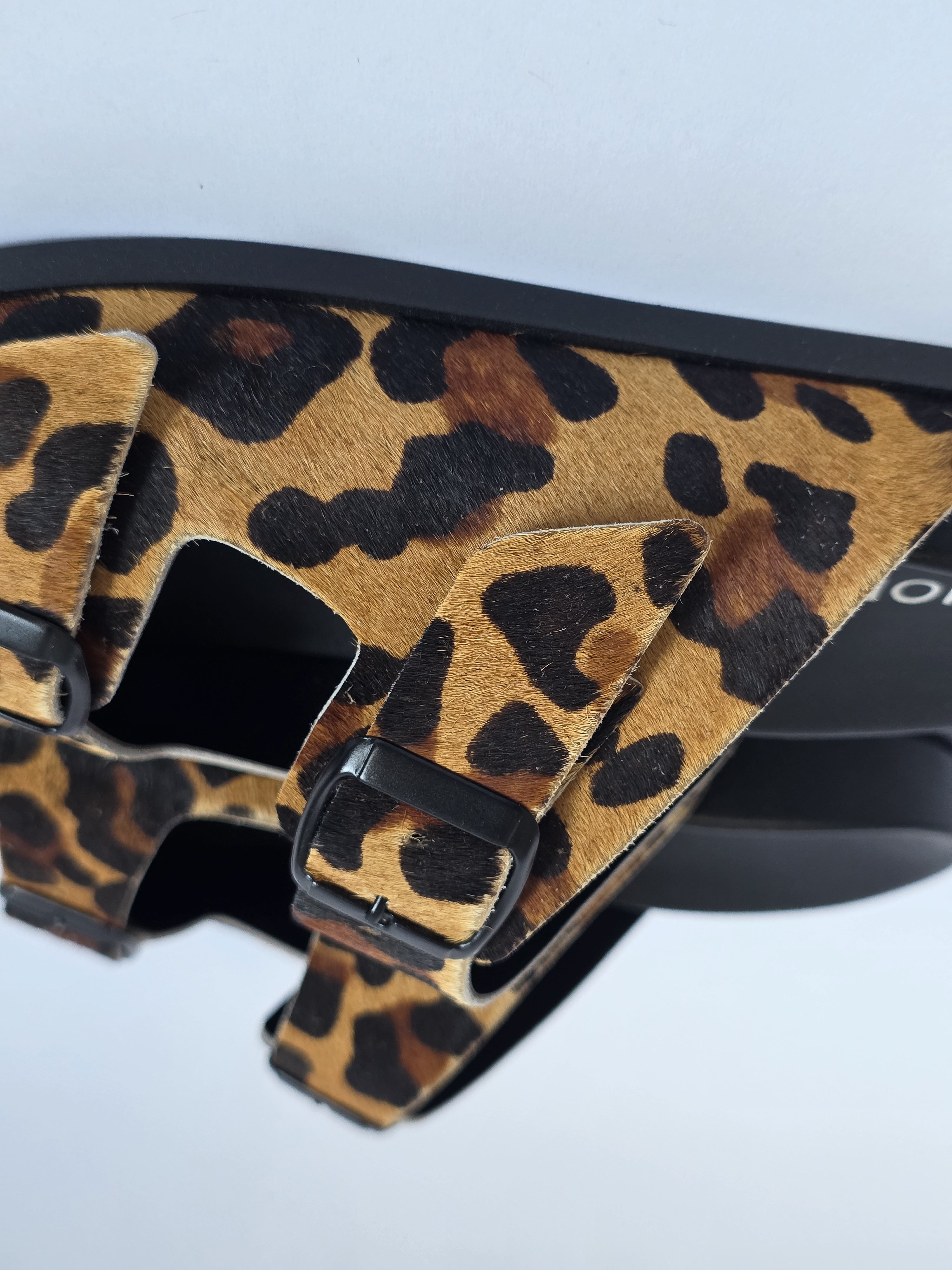 Dassy Leopard