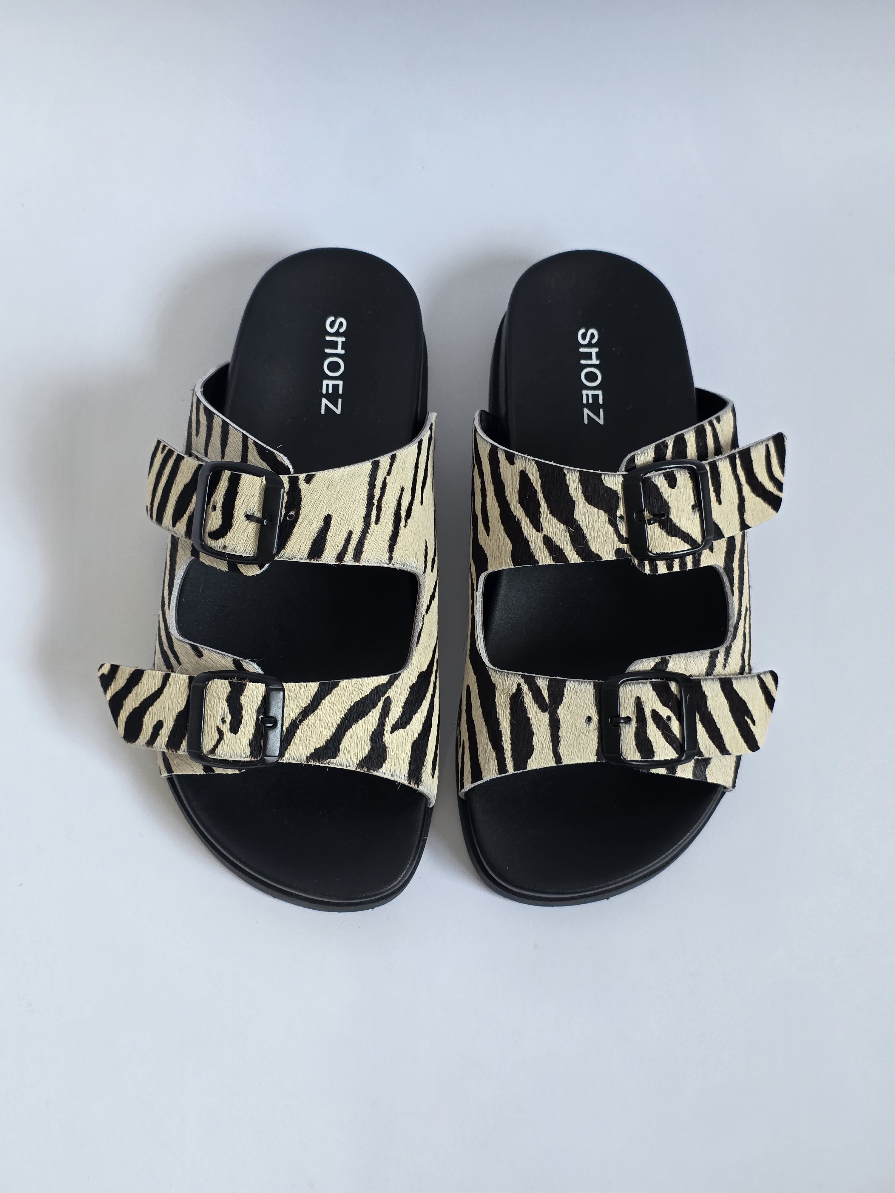 Dassy Zebra