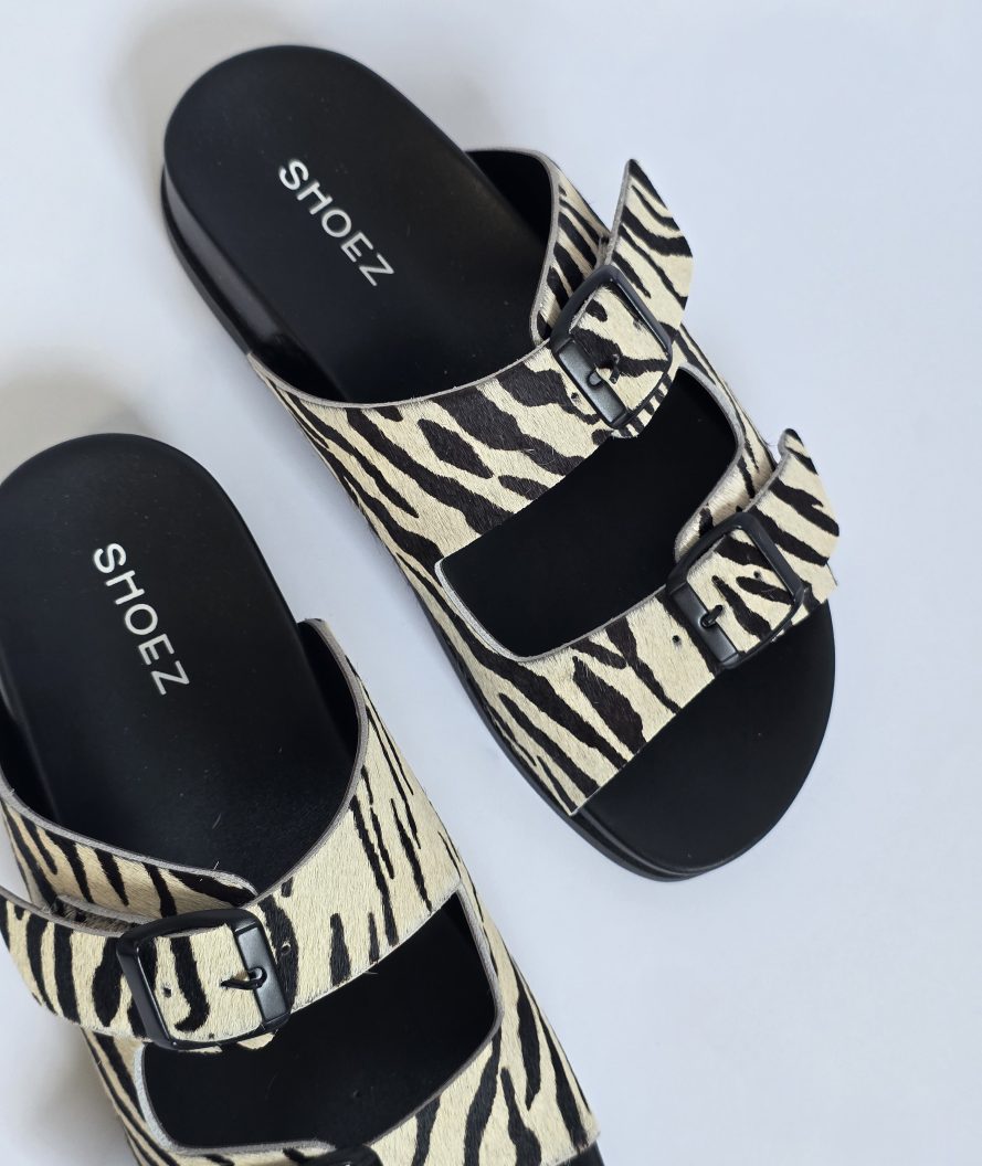 Dassy Zebra