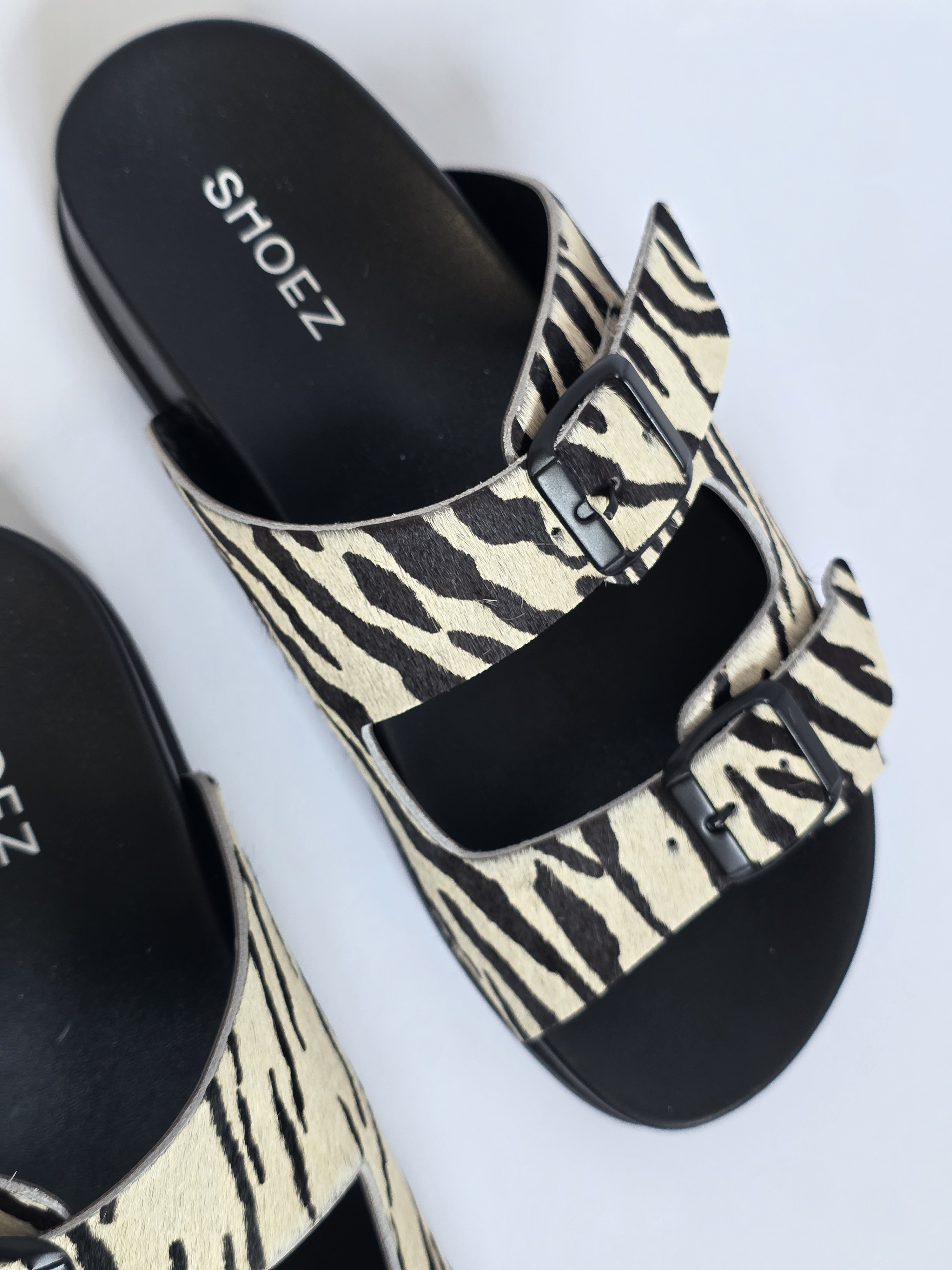 Dassy Zebra